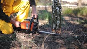 Why Choose Our Tree Removal Services in Newcomerstown, OH?