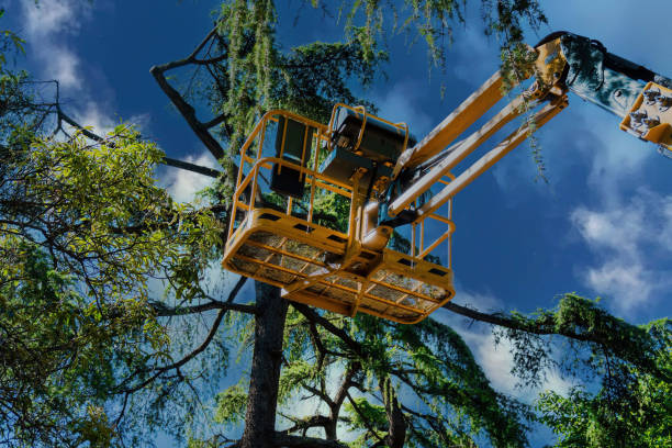 Best Tree Maintenance Programs  in Newcomerstown, OH