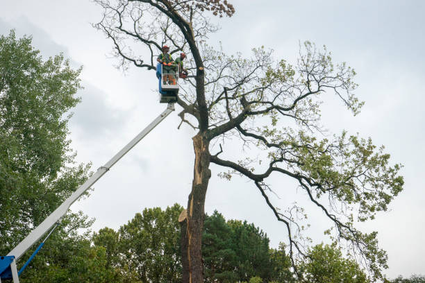 Trusted Newcomerstown, OH  Tree Services Experts