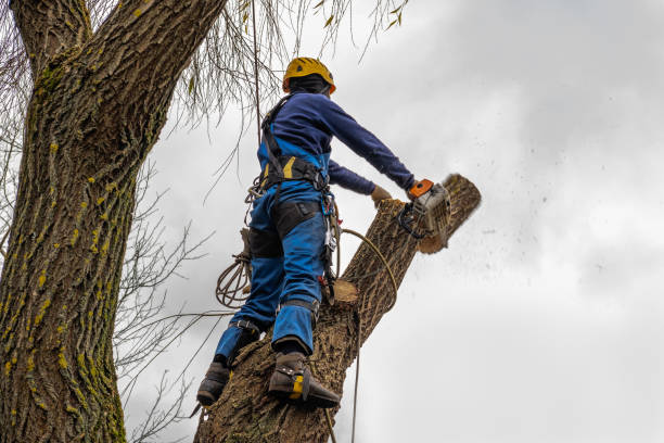 Best Root Management and Removal  in Newcomerstown, OH