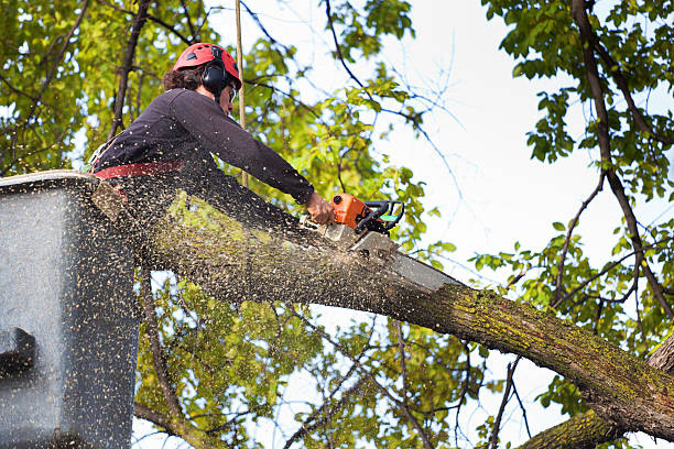 Best Hazardous Tree Removal  in Newcomerstown, OH